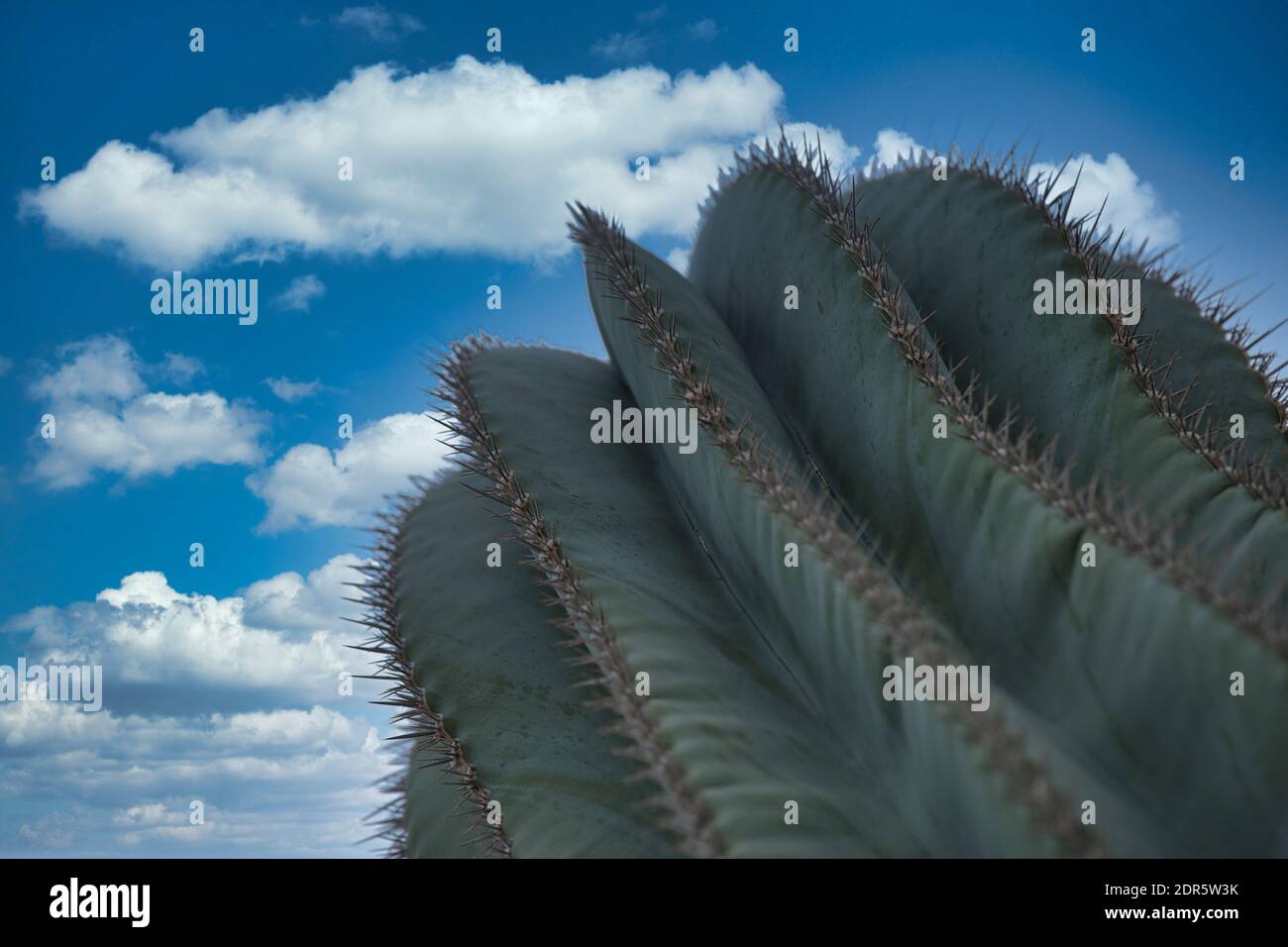 Primo piano di un cactus colonnare su Lanzarote contro il blu cielo con spazio di copia Foto Stock