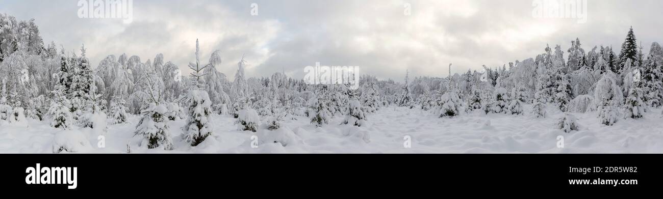 180° Vista panoramica della foresta dopo la tempesta di neve durante l'inverno. Foto Stock