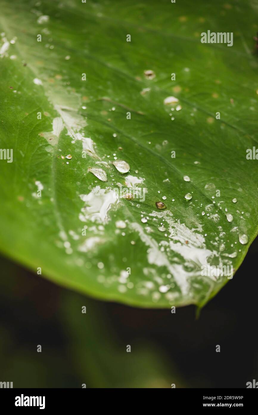 Territorio di Shuar, Amazzonia, Ecuador Foto Stock