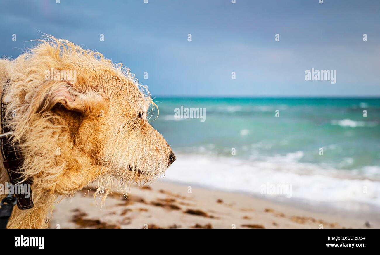 Il muso del cane sullo sfondo del mare. Animali in spiaggia. Spazio di copia per il testo. Foto Stock
