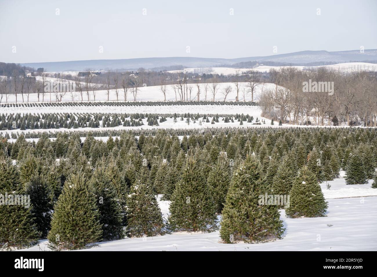 Alberi sempreverdi innevati a Christmas Tree Farm Foto Stock