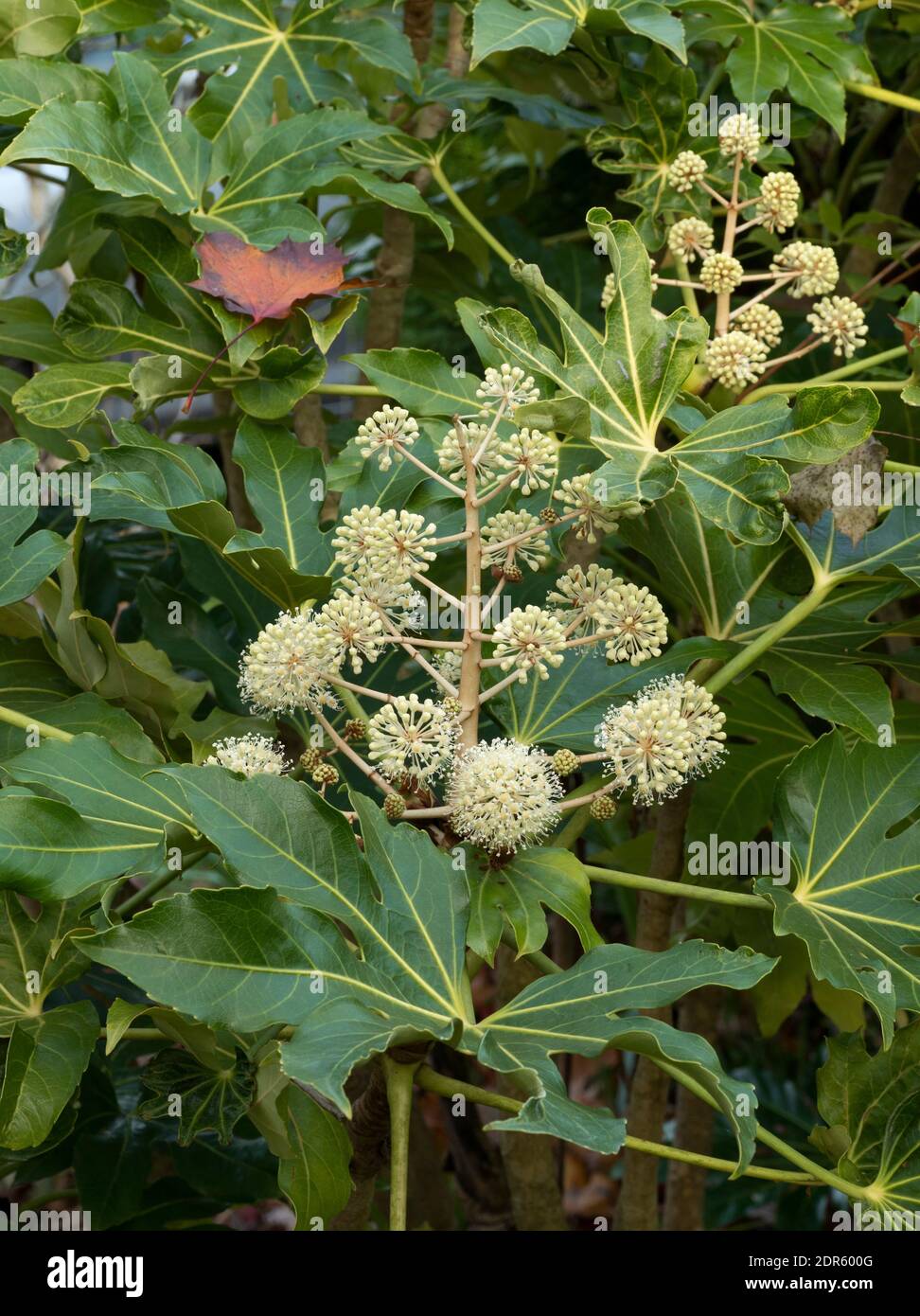 Gabbelle di fiori di Paperplant, Fatsia japonica, Worcestershire, Regno Unito. Foto Stock