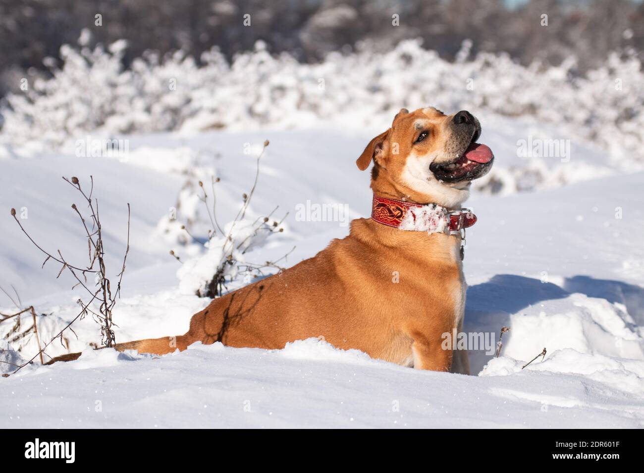 Rosso-capelli arancio grande cane potente di razza Cadebo, camminando in inverno, seduto nella neve e sorridente gioiosamente Foto Stock