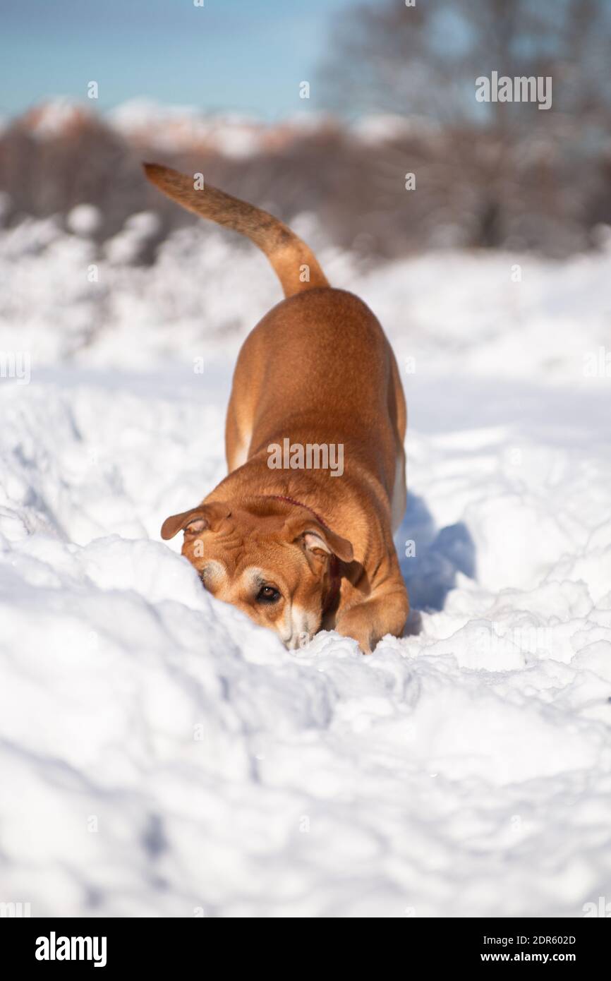 Il grande cane potente arancione dai capelli rossi di una razza di cadebo, giocando, si accovacciò a terra, e ne nascose il naso nella neve Foto Stock