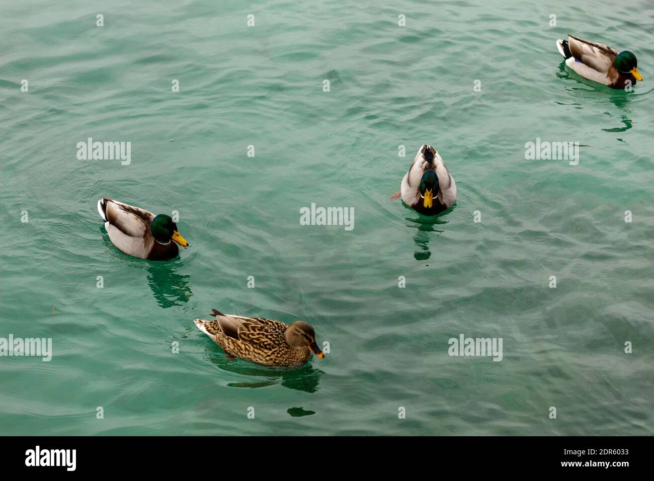 Anatra selvaggia del Lago di Garda in inverno. Le basse temperature le rendono più lente e silenziose. Foto Stock