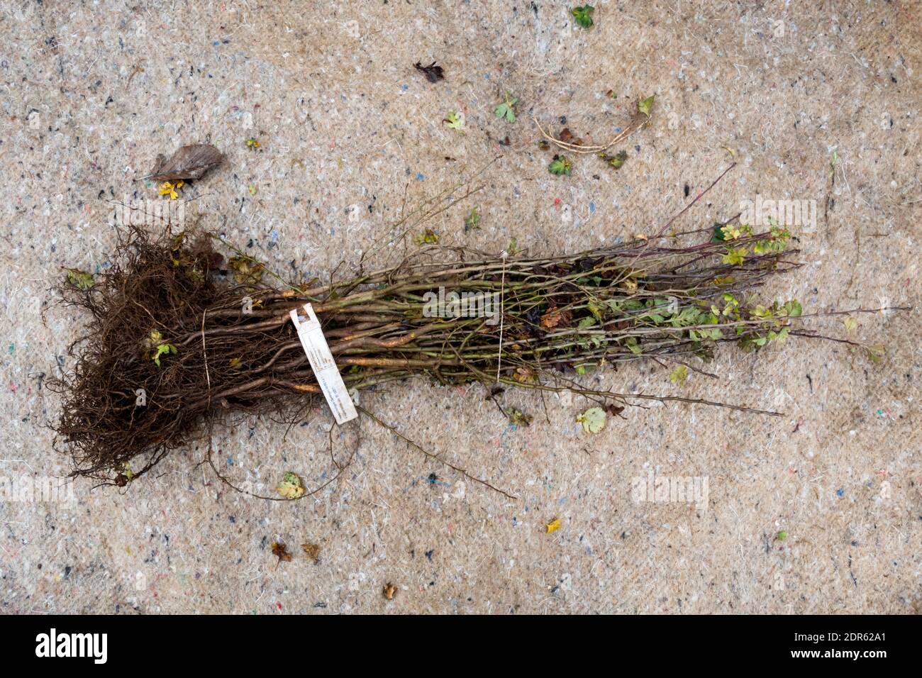 Un grappolo di piante di biancospino, Crataegus monogyna, pronto per essere piantato come una nuova siepe di fauna selvatica. Foto Stock