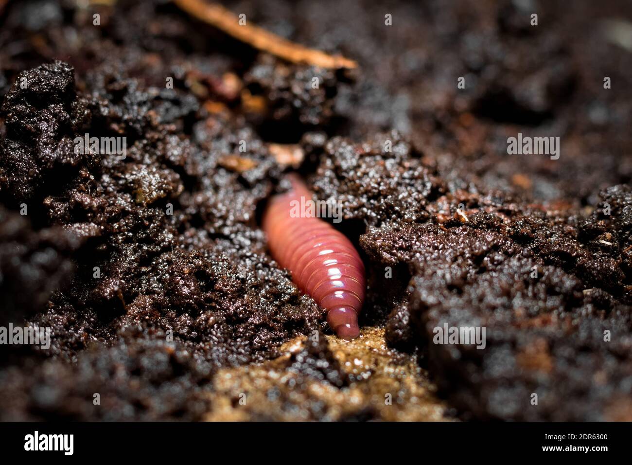 Verme di terra che burrowing nel suolo bagnato Foto Stock