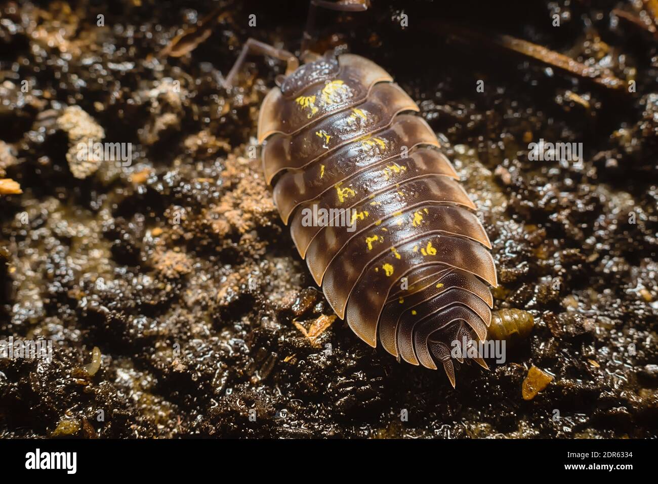 Primo piano di una comune woodlouse, Oniscus asellus, adornata da macchie gialle Foto Stock