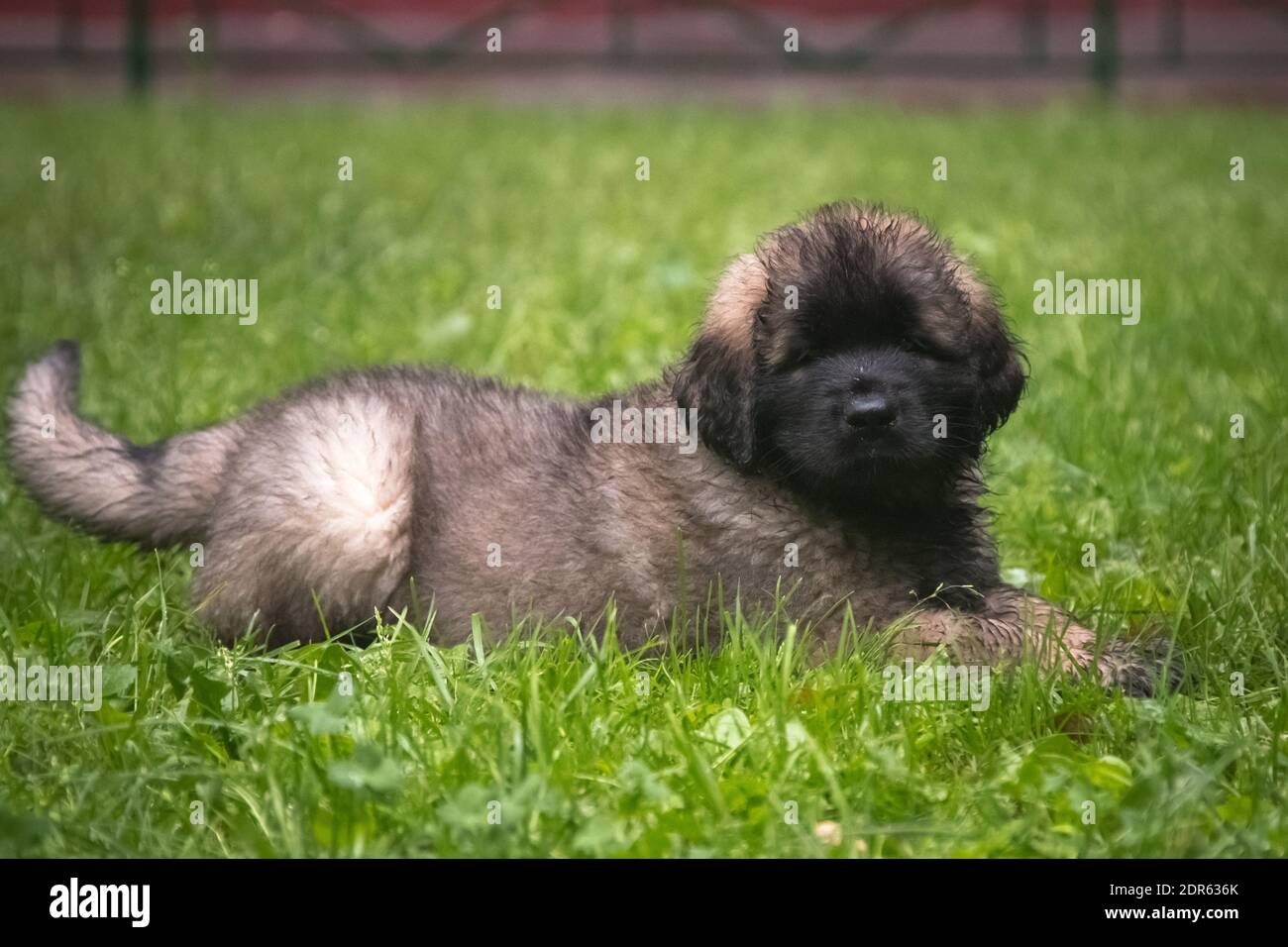 I Leonbergers sono cani molto potenti con un temperamento equilibrato, possono essere utilizzati come cani da guardia, compagni, cani di famiglia. Foto Stock