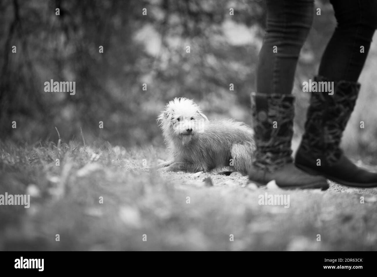 Le gambe nere sconosciute negli stivali camminano oltre un piccolo luminoso cane in un'immagine in bianco e nero all'aperto Foto Stock