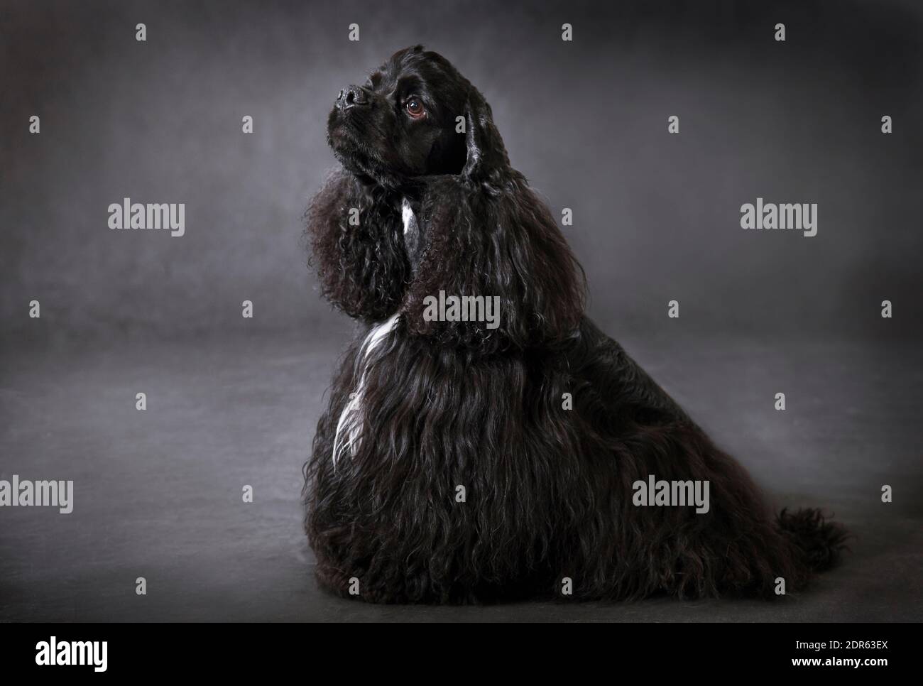 Ritratto di un cane nero americano Cocker Spaniel razza on uno sfondo nero all'interno dello studio Foto Stock