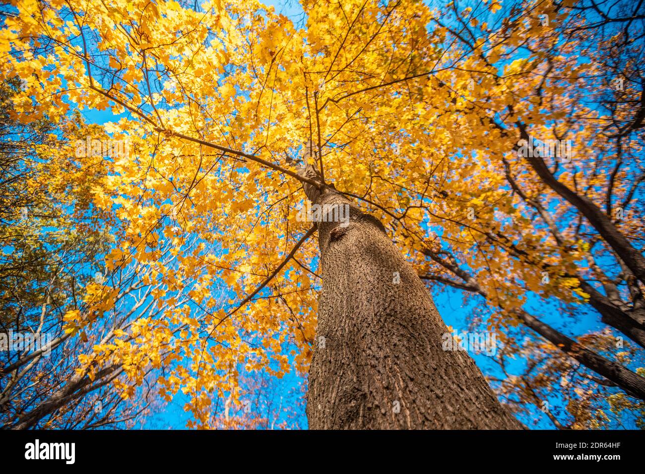 Albero d'autunno a Berlino Foto Stock