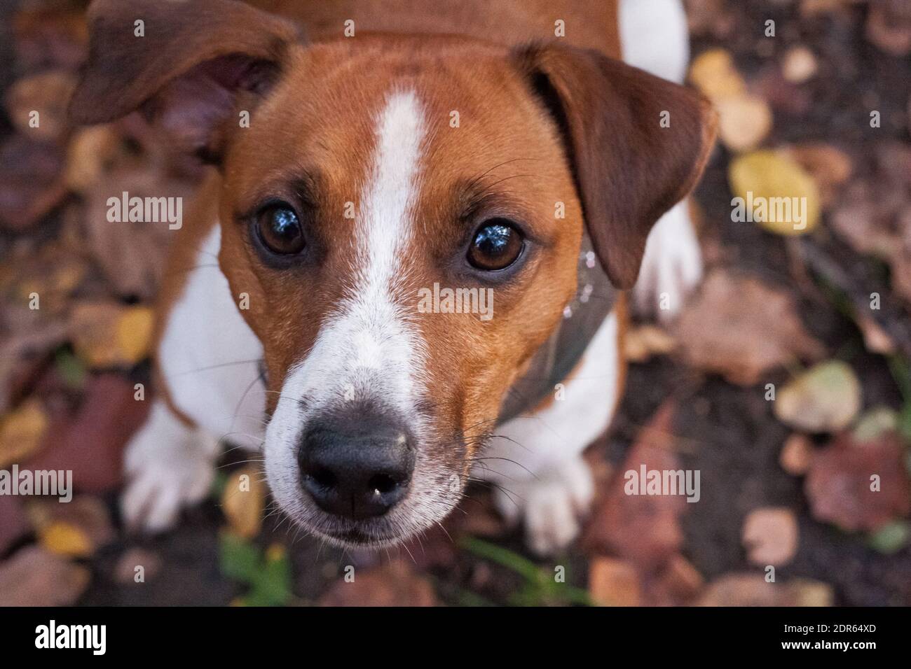 Parson Russell Terrier è stato bred a lavorare sulla volpe. Fiducioso, energico e felice, coraggioso e cordiale. Foto Stock