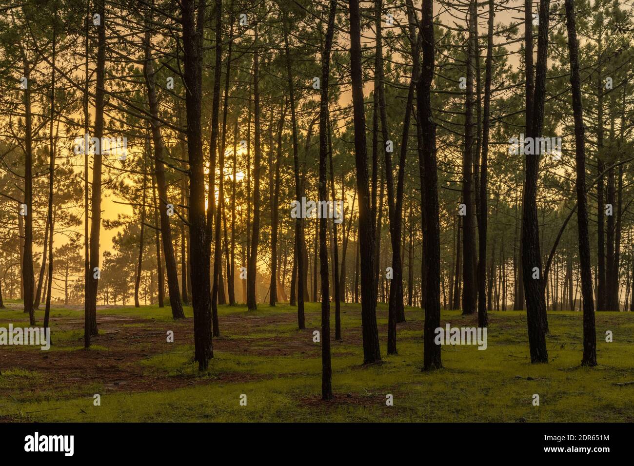 Vista della bella luce solare calda e dorata che splende attraverso una densa foresta di sera Foto Stock