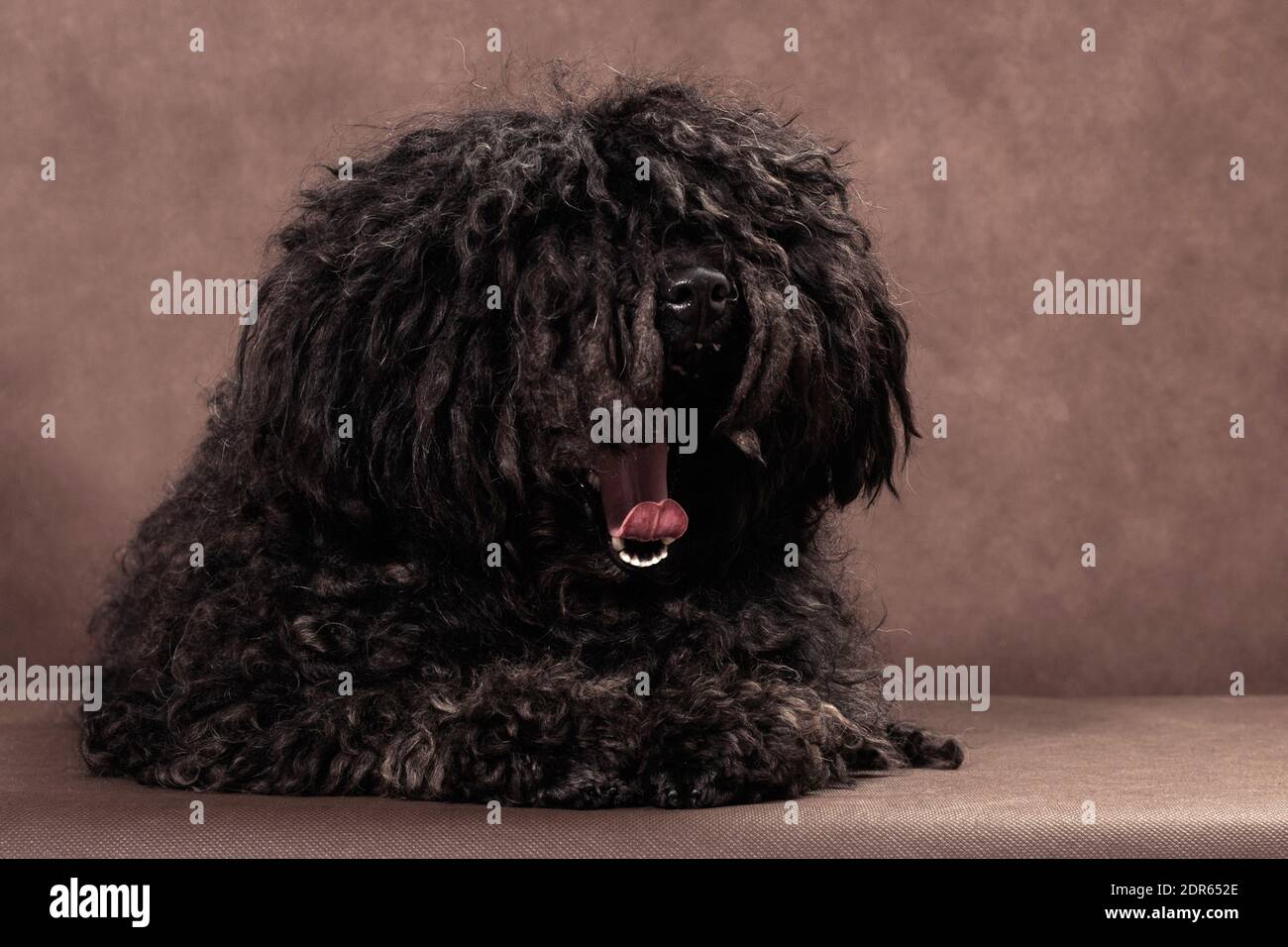 Un piccolo shaggy con Dreadlocks nero-marrone cane di razza bullet giace su uno sfondo marrone e sbadiglia Foto Stock