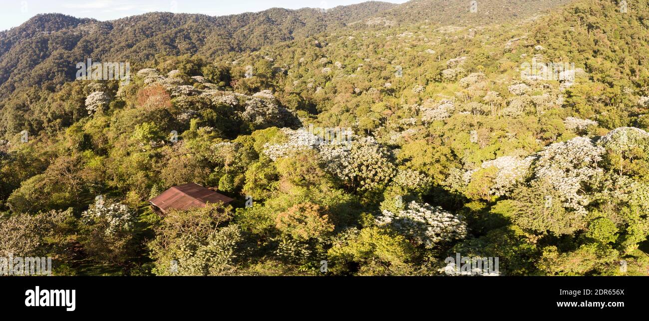 Vista aerea panoramica sulla foresta pluviale montana nella riserva di Los Cedros con la Cordillera de Toisan in lontananza, Ecuador occidentale. Foto Stock