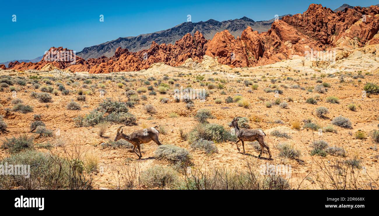 Desert Bighorn Sheep presso il Valley of Fire state Park nella contea di Clark, Nevada. Foto Stock