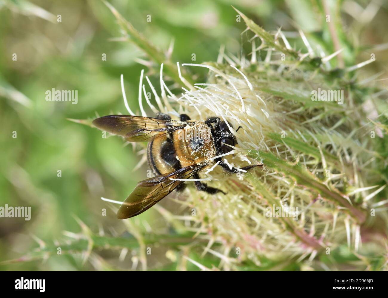 L'ape di miele impollinante un germoglio di thistle durante la primavera a Houston, TX. Foto Stock