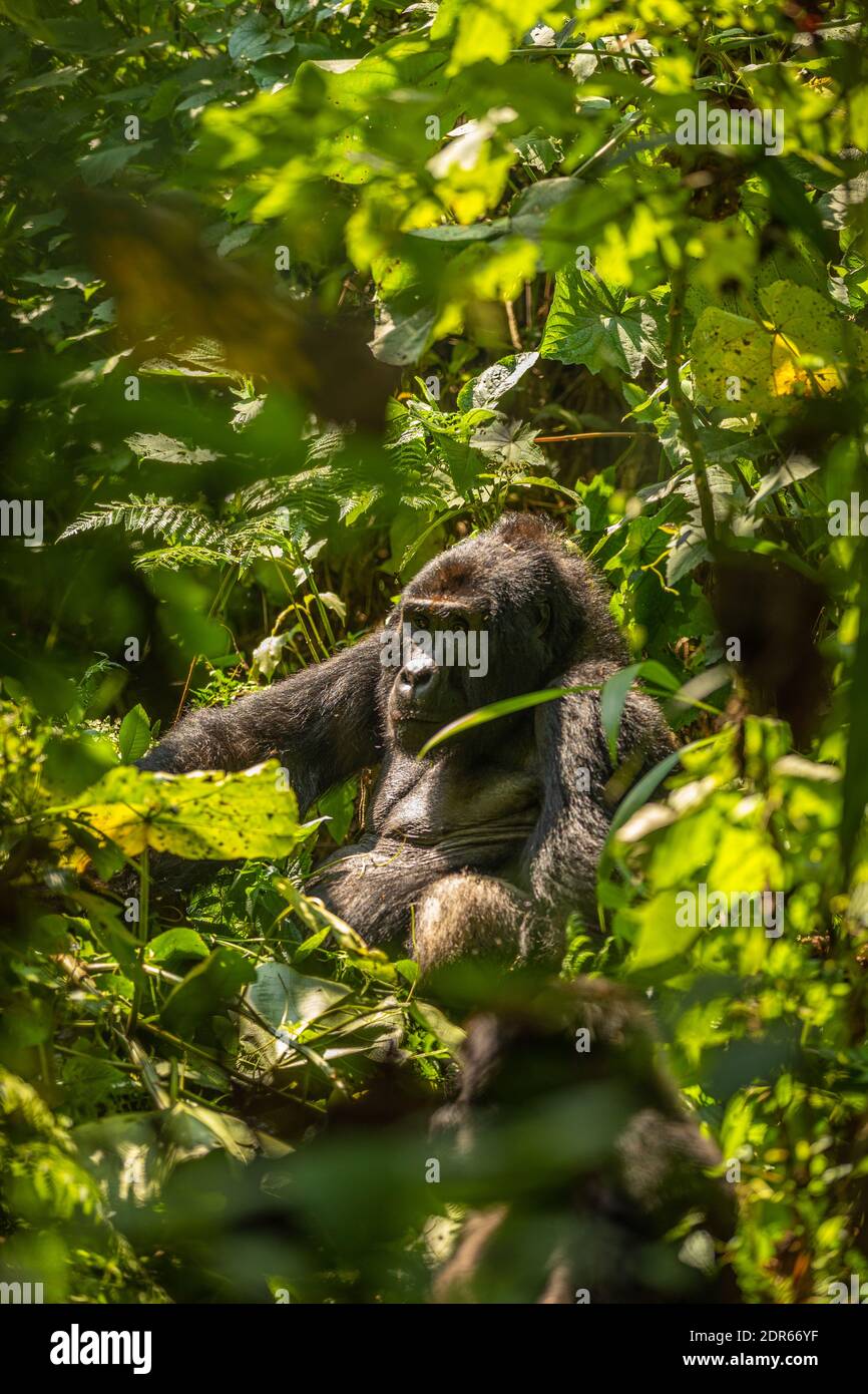 Ritratto di una gorilla di montagna argentata (Gorilla beringei beringei), Parco Nazionale della Foresta impenetrabile di Bwindi, Uganda. Foto Stock