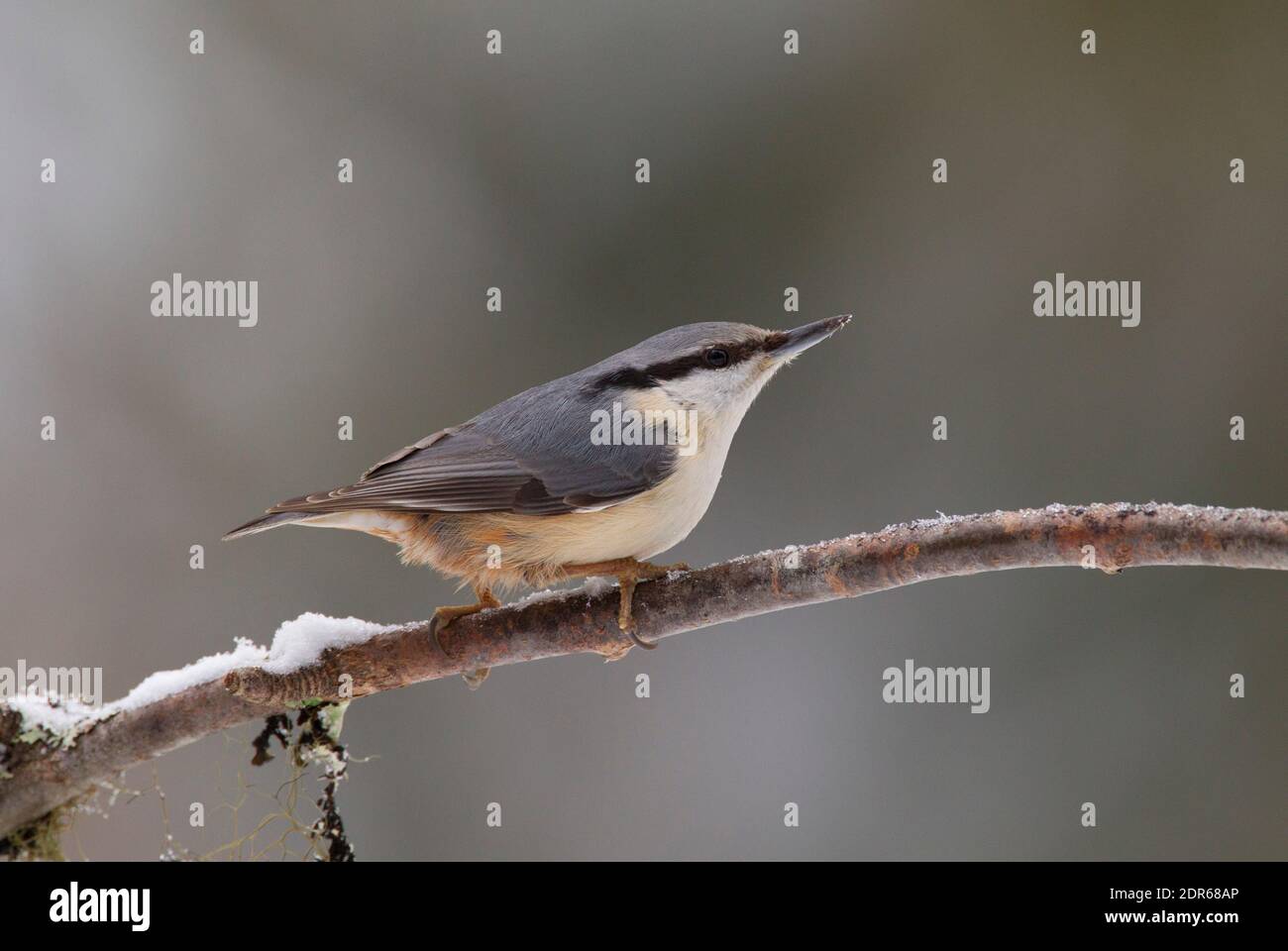 Eurasian Nuthatch, sitta europaea, singolo adulto appollaiato sulla filiale. Preso febbraio, Svezia centrale. Foto Stock