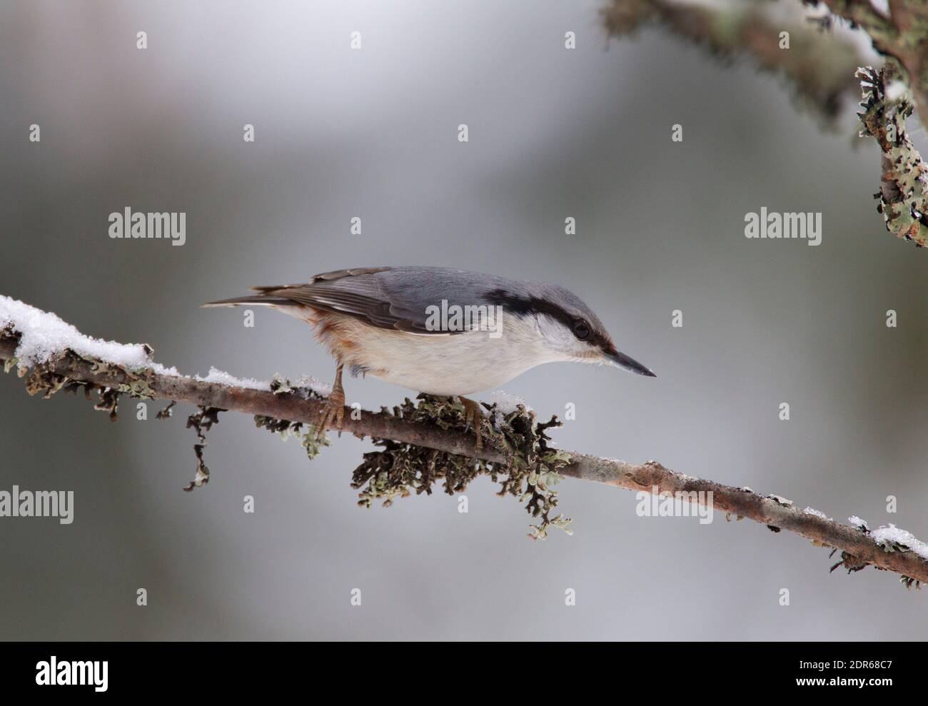 Eurasian Nuthatch, sitta europaea, singolo adulto appollaiato sulla filiale. Preso febbraio, Svezia centrale. Foto Stock