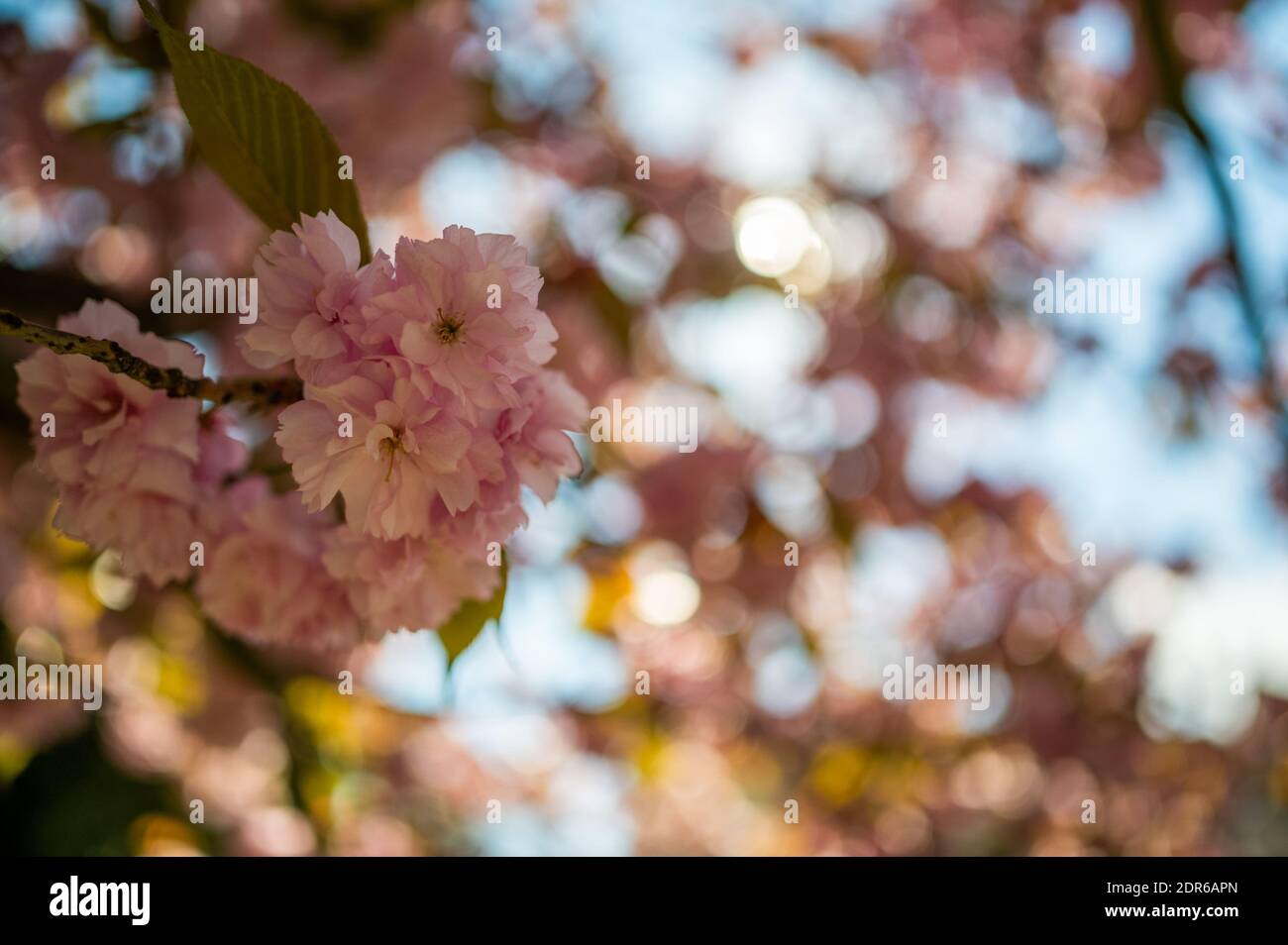 Bella rosa ciliegia fiori (sakura albero) bello sfondo carta da parati, fuoco morbido, profondità di campo poco profonda. Foto Stock