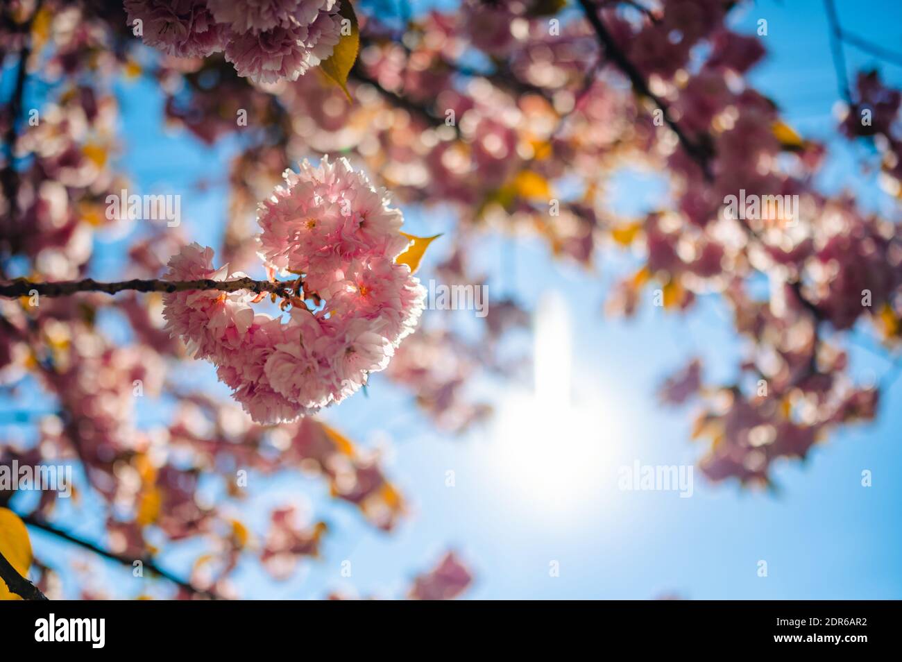Bella rosa ciliegia fiori (sakura albero) bello sfondo carta da parati, fuoco morbido, profondità di campo poco profonda. Foto Stock
