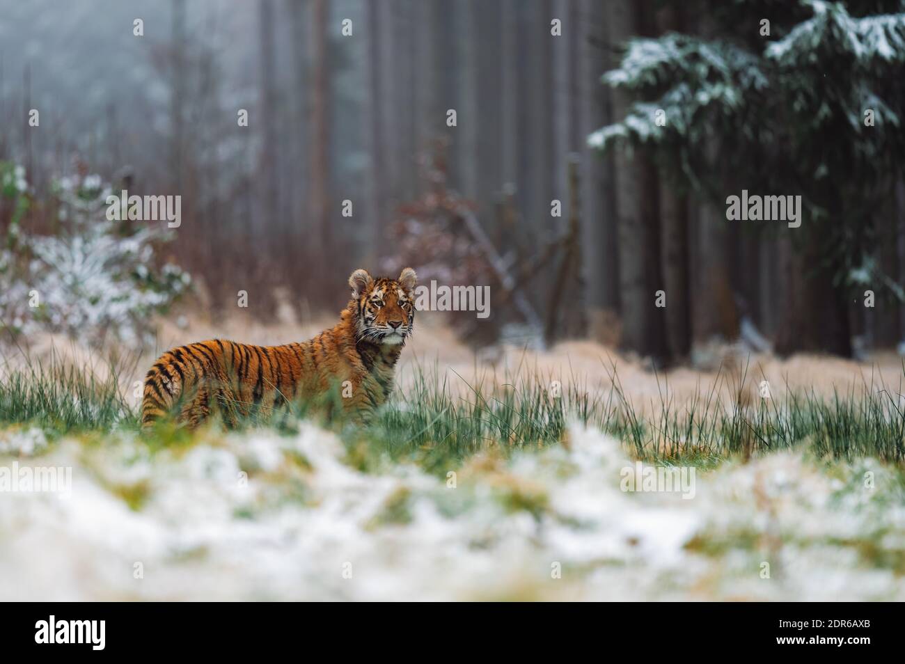 Tigre siberiana (femmina, panthera tigris altaica), vista laterale. Una bestia pericolosa nel suo habitat naturale. Nella foresta in inverno, è neve e freddo. Foto Stock