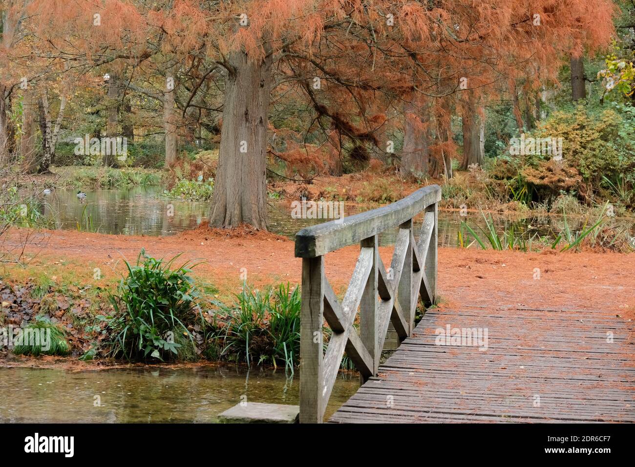 Ponte di legno sul piccolo torrente Woodland Gardens Bushy Park Foto Stock