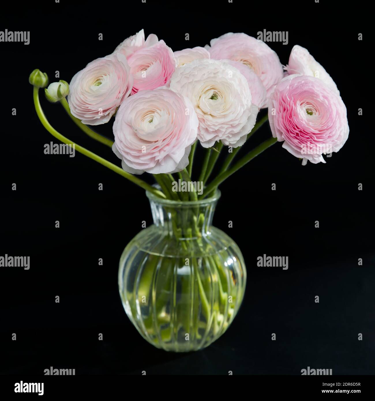 Bouquet di coppe rosa persiana su sfondo nero Foto Stock