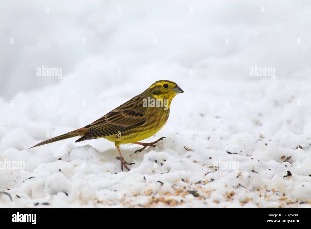 Yellowhammer, Emberiza citrinella, singolo adulto in piedi sulla neve. Preso febbraio. Svezia centrale. Foto Stock