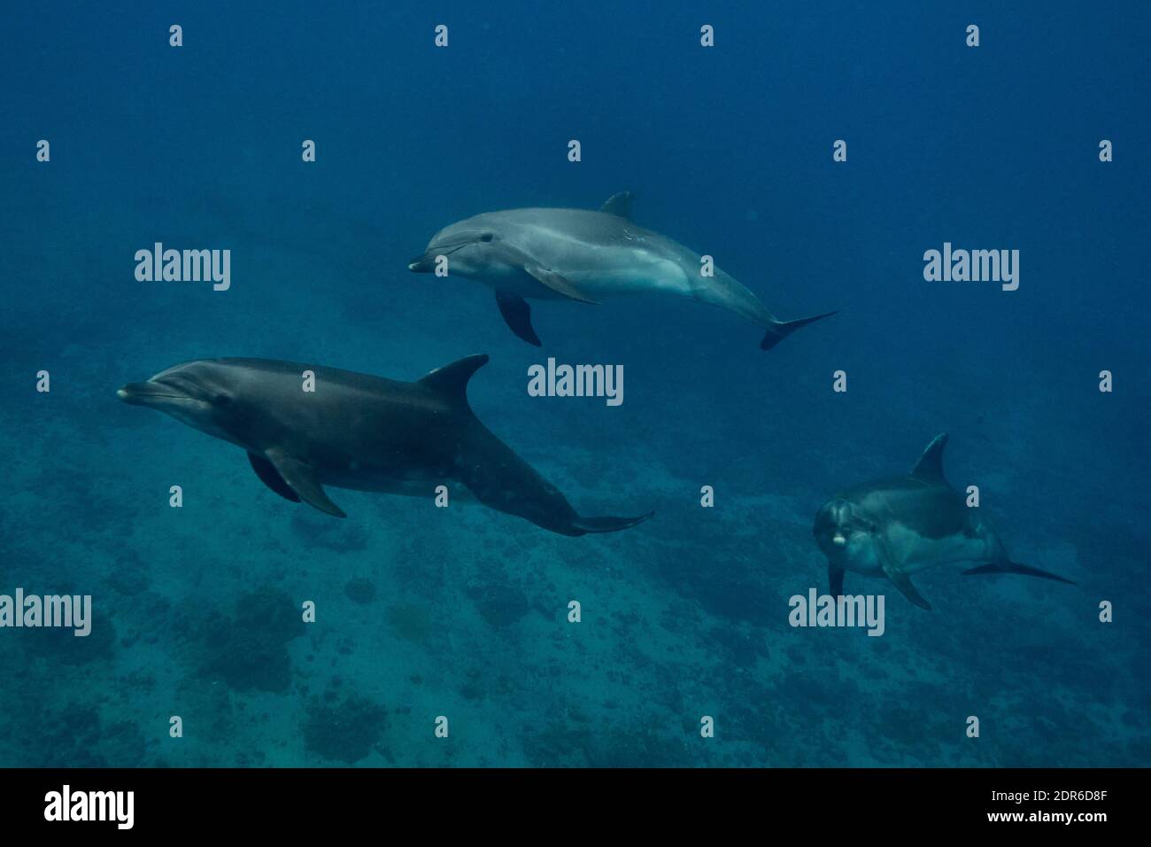 Gruppo di delfini tursiopi Indo-Pacifico (Tursiops aduncus) che nuotano nell'Oceano Pacifico, Isole Galapagos Foto Stock