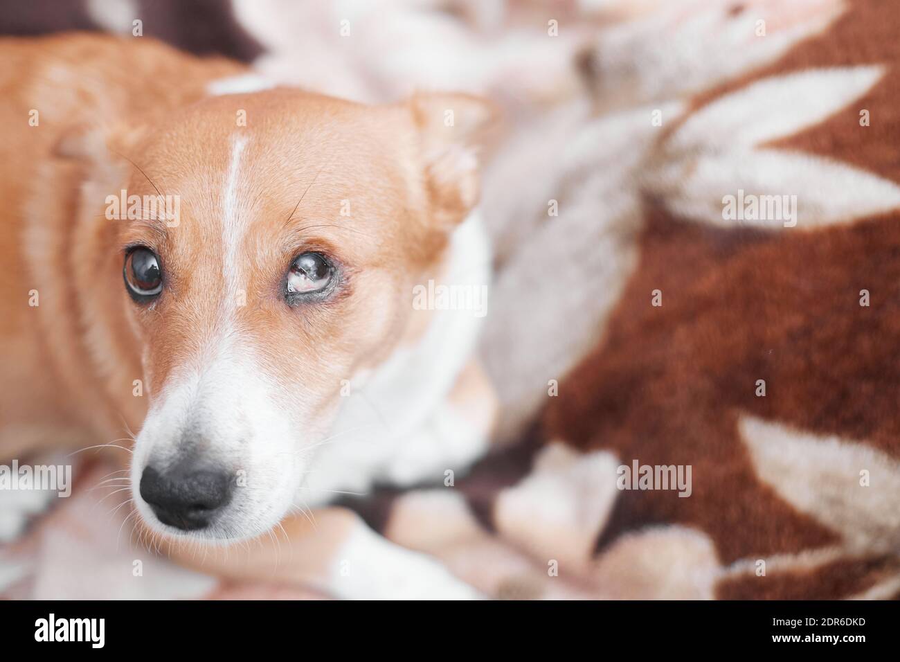 Cane dai capelli rossi con un occhio danneggiato aspetto carino, copia spazio Foto Stock