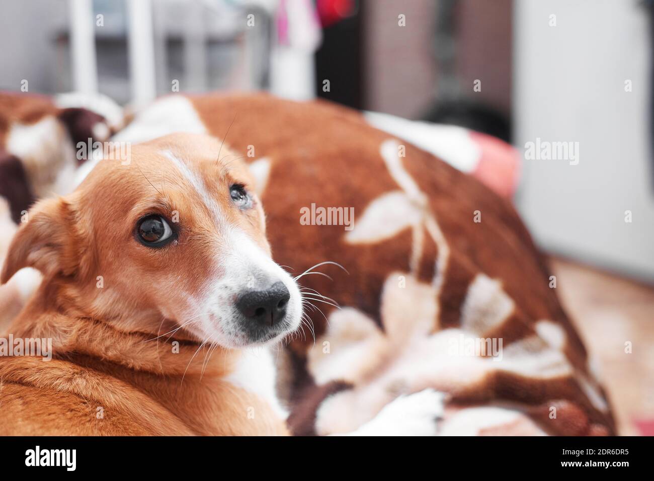 Cane dai capelli rossi con un occhio danneggiato aspetto carino, copia spazio Foto Stock