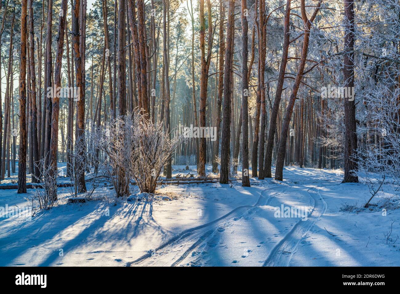 Bella strada nella soleggiata foresta invernale Foto Stock