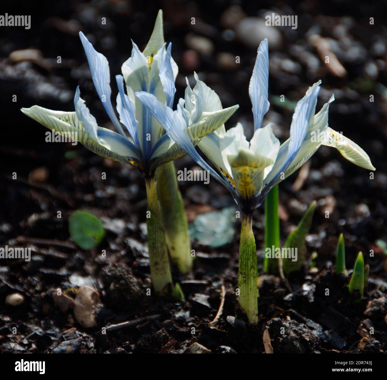 Iris reticulata Katharine Hodgkin Foto Stock