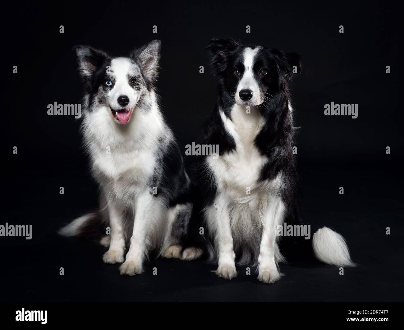 coppia di collie di bordo Foto Stock