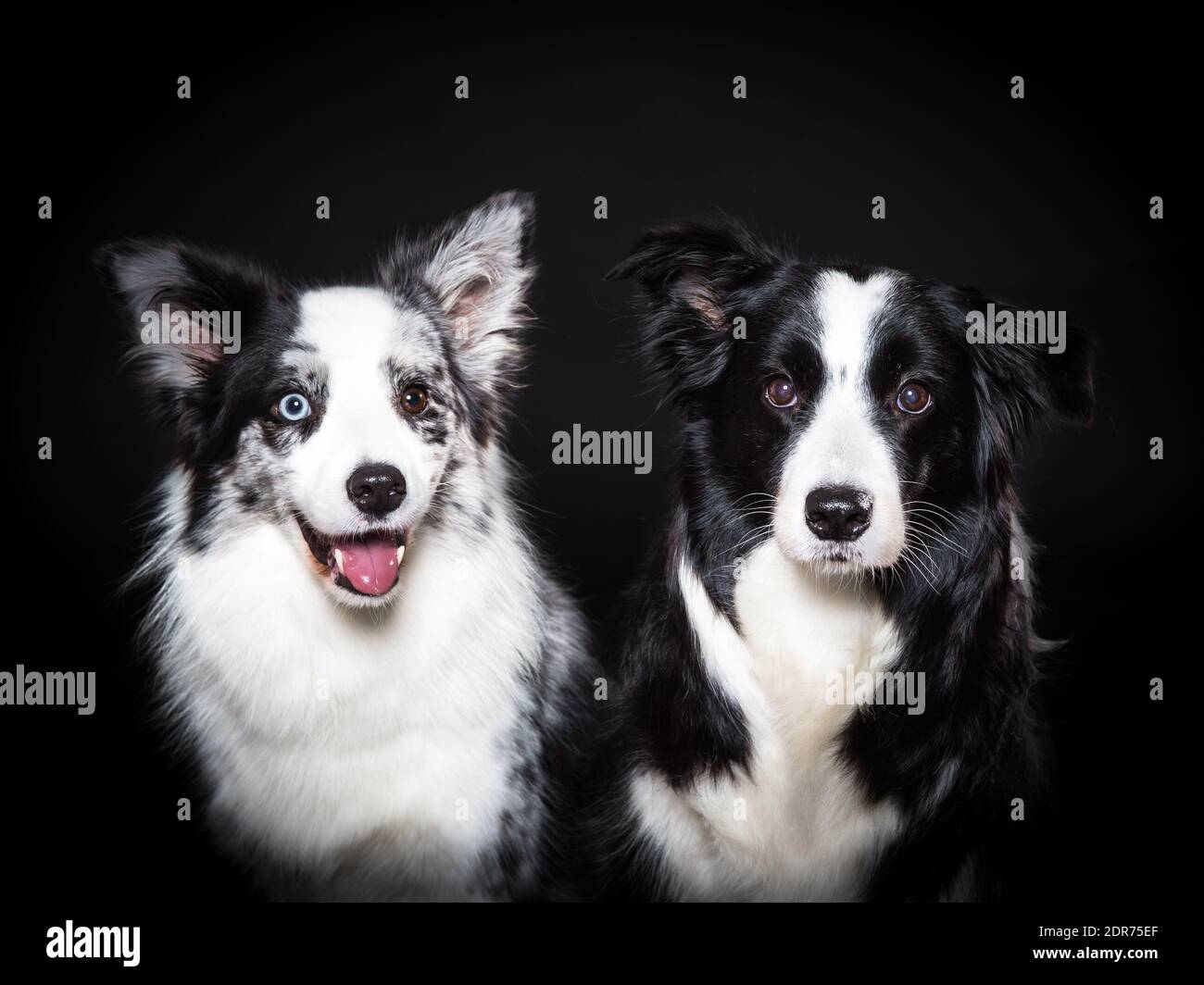 coppia di collie di bordo Foto Stock