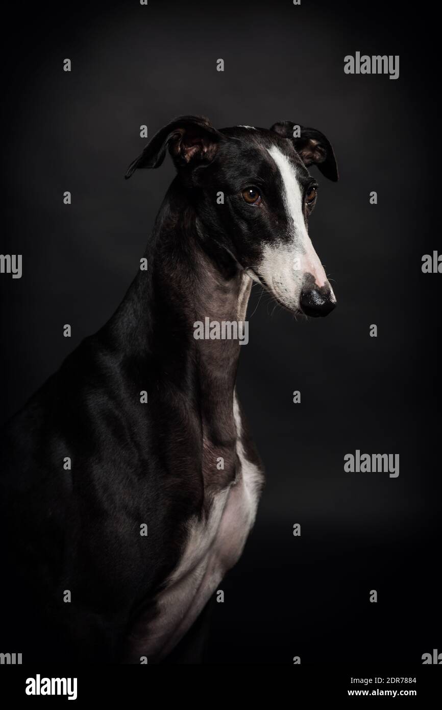 Cane Greyhound, bell'animale bianco e nero Foto Stock