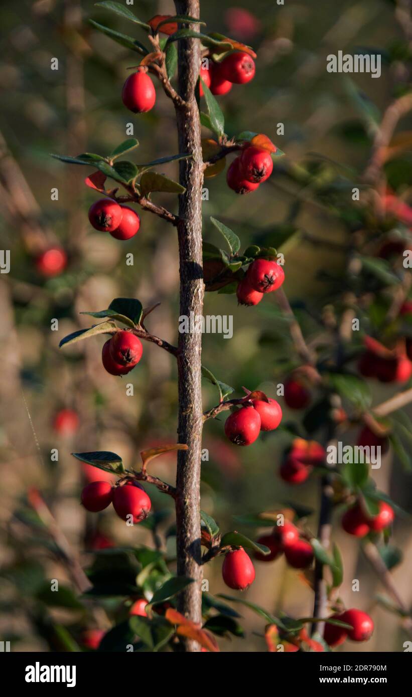 Un Cotoneaster verticale Foto Stock