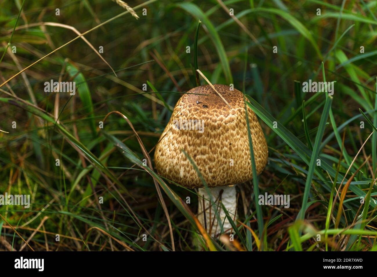 Il fungo nella foresta irlandese d'autunno Foto Stock