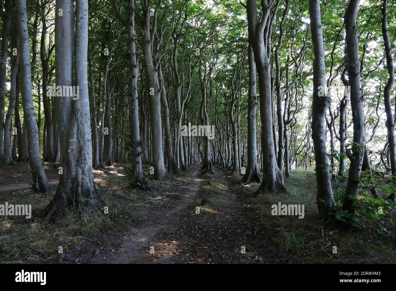 Un sentiero conduce attraverso una romantica e bella fiaba foresta Foto Stock