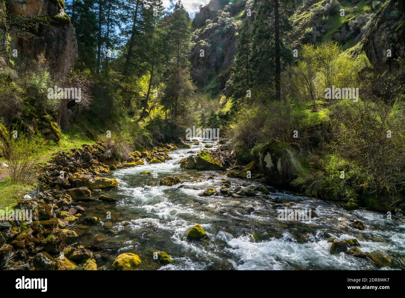Il fiume Wild e Scenic Rapid scorre lungo il sentiero n. 113 nella foresta nazionale Nez Perce dell'Idaho. Foto Stock