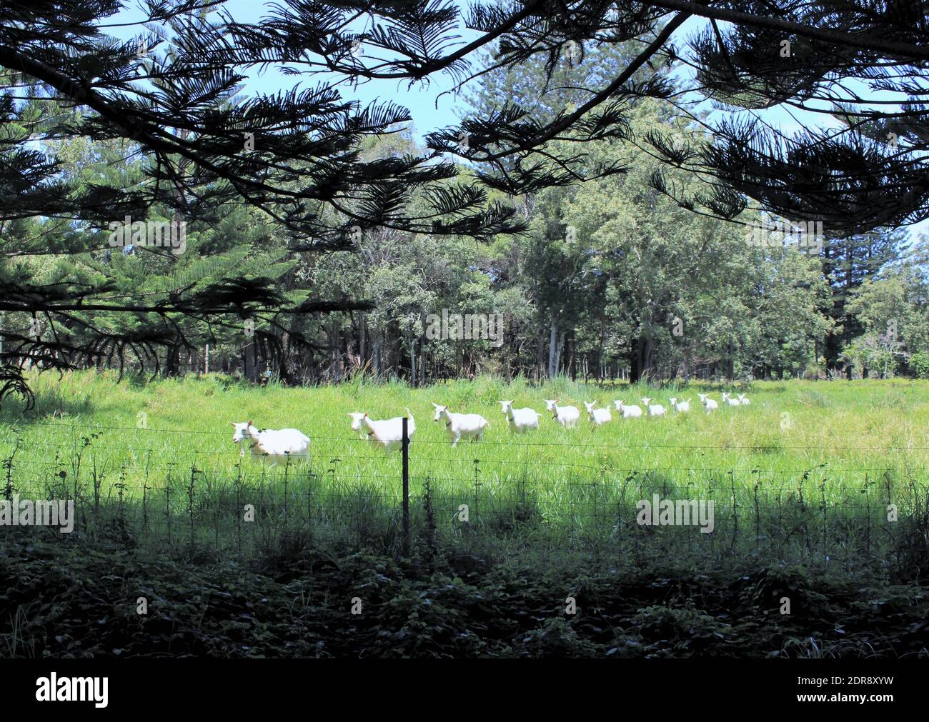 Isola Norfolk. Vita sostenibile. Capre di Saanen su fattoria di capra casearia. Foto Stock