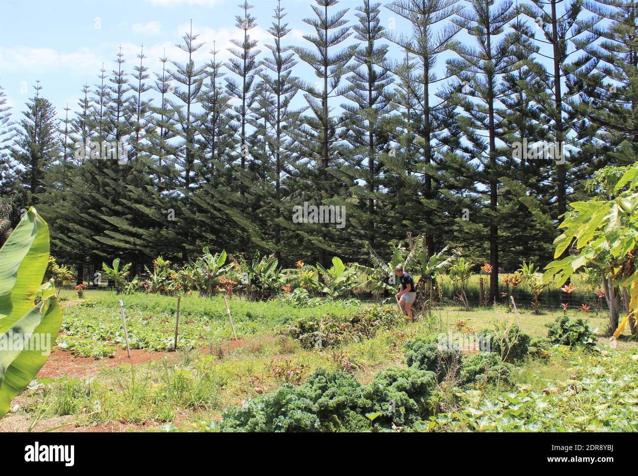 Isola Norfolk. Vita sostenibile sull'isola di Norfolk. Giardinaggio di sussistenza. Endemico Norfolk Island Pines. (Araucaria eterofilla) Foto Stock