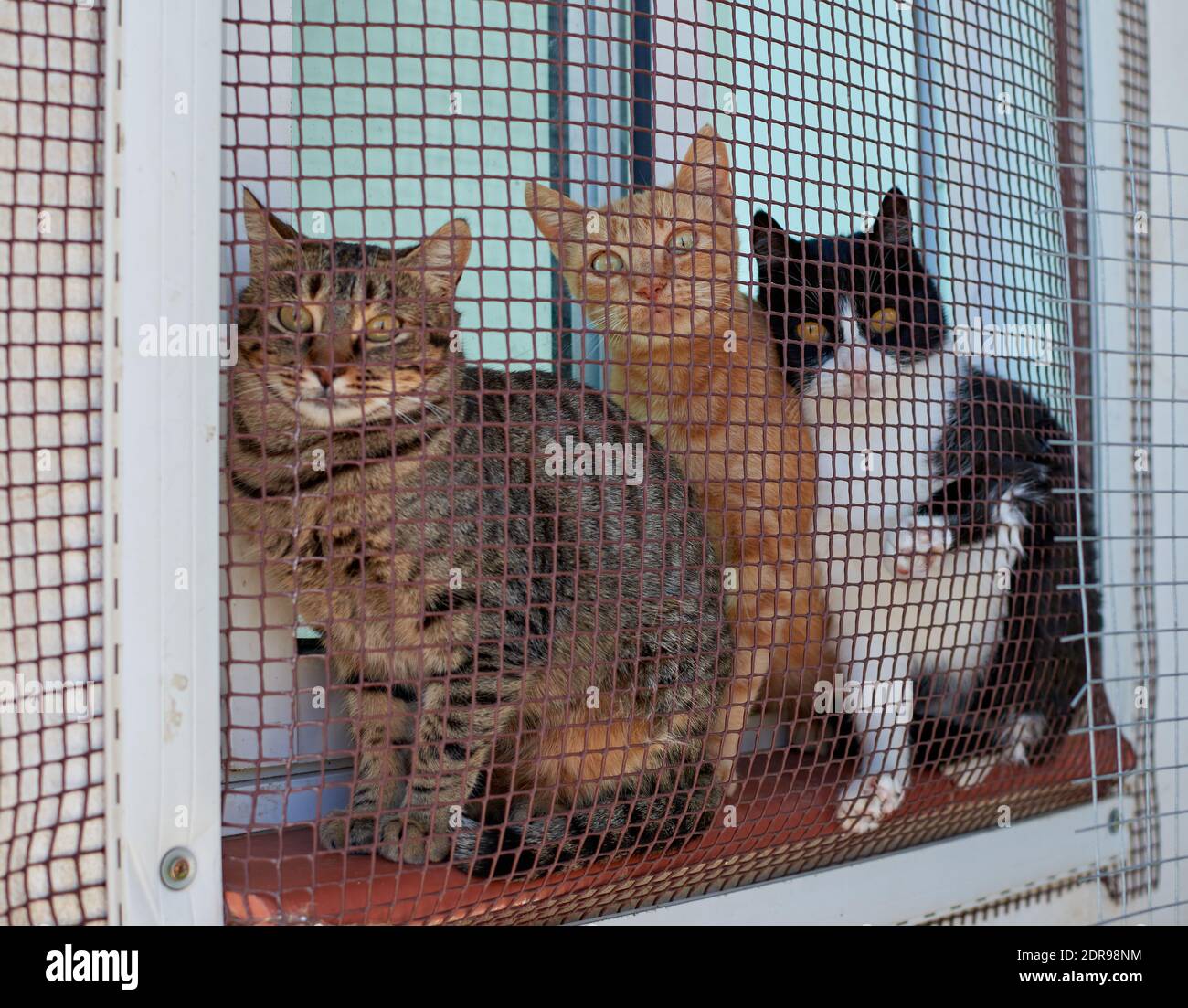 Un closeup di tre gatti animali domestici funnily fissando all'aperto attraverso una retina a rete mentre si è seduti su un davanzale della finestra Foto Stock