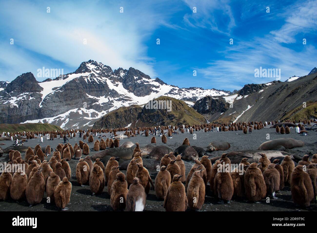 La colonia dei re Pinguini, Atenodytes patagonicus, a Gold Harbour, Isola della Georgia del Sud Foto Stock
