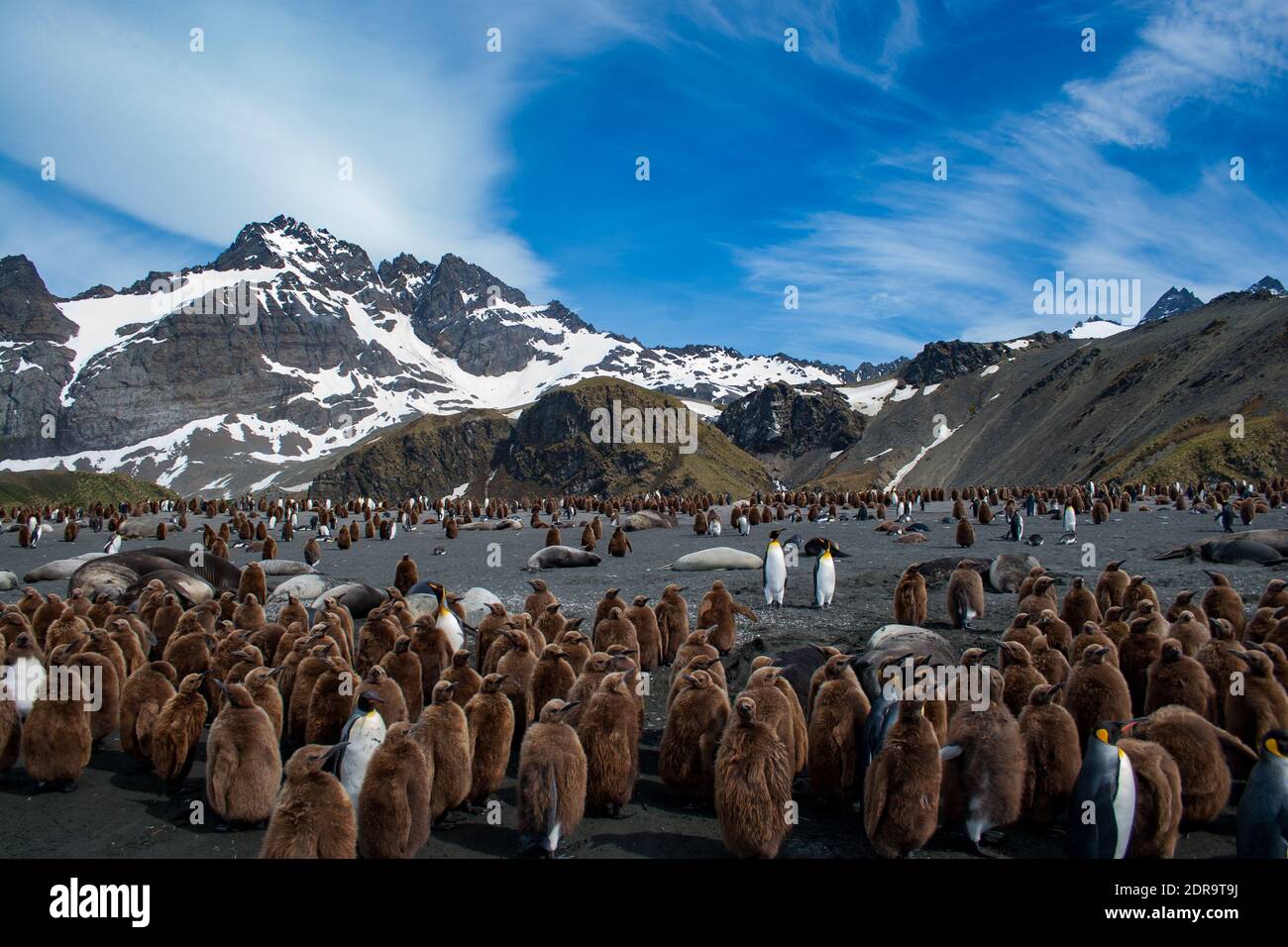 La colonia dei re Pinguini, Atenodytes patagonicus, a Gold Harbour, Isola della Georgia del Sud Foto Stock