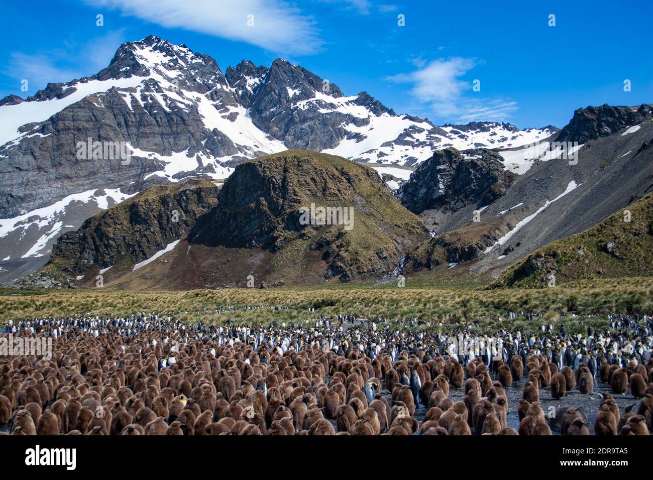 La colonia dei re Pinguini, Atenodytes patagonicus, a Gold Harbour, Isola della Georgia del Sud Foto Stock