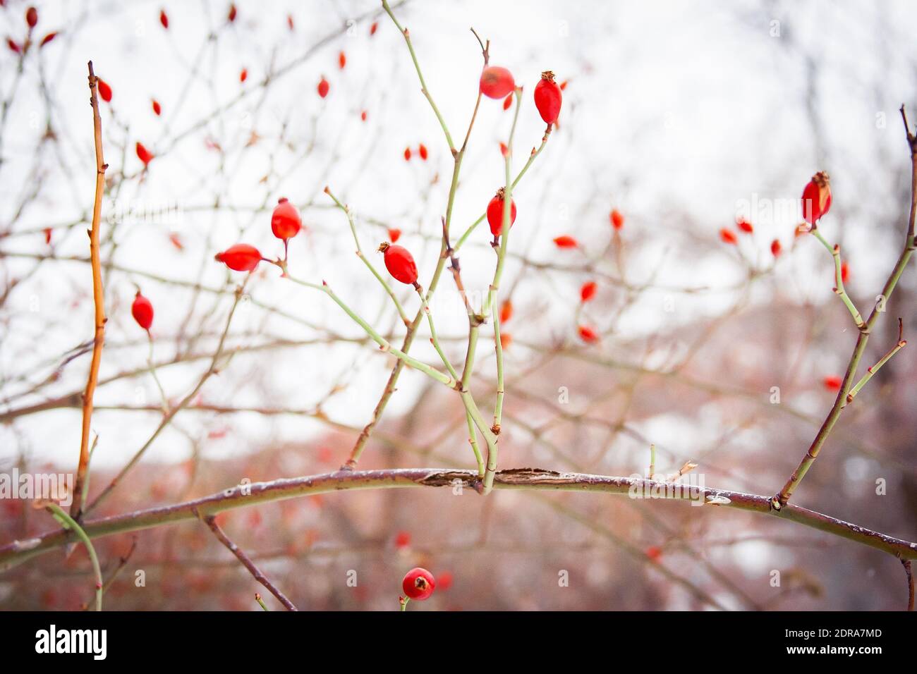 Bacche di inverno Foto Stock